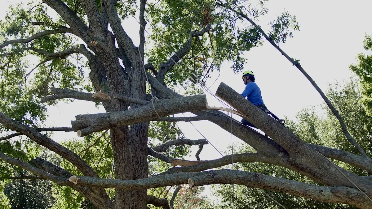 Professional Hazardous Tree Removal performed by certified arborists in Bridgewater